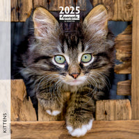 Kittens Wall Calendar 2025 Aquarupella