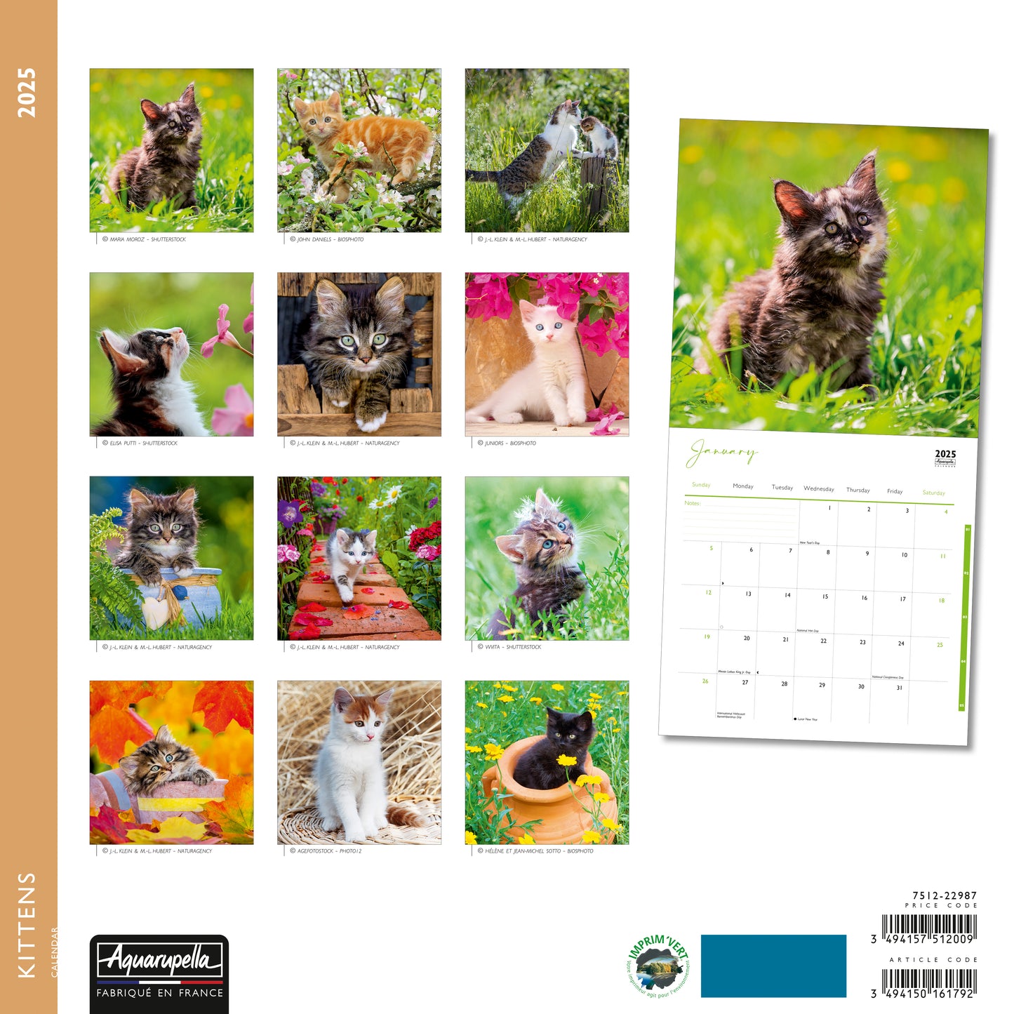 Kittens Wall Calendar 2025 Aquarupella