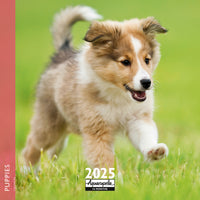 Puppies Wall Calendar 2025 Aquarupella