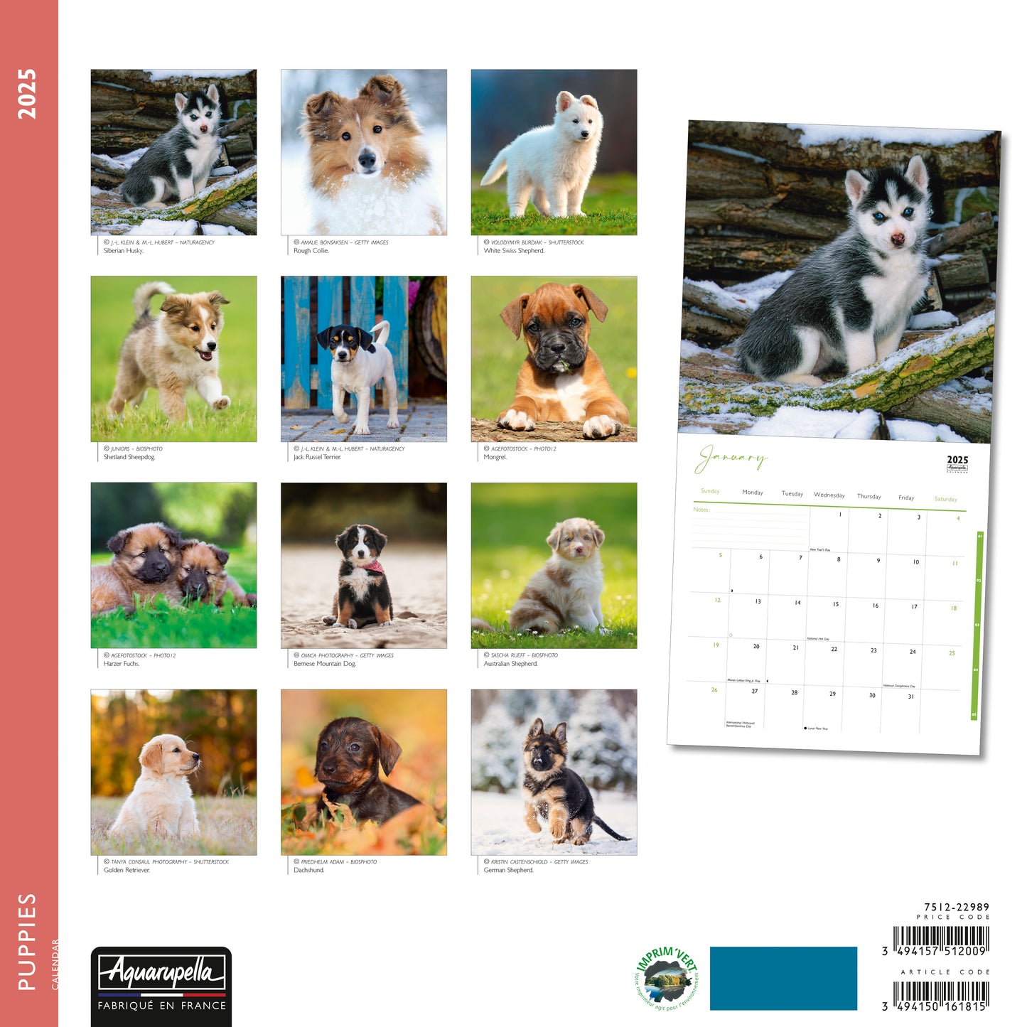 Puppies Wall Calendar 2025 Aquarupella