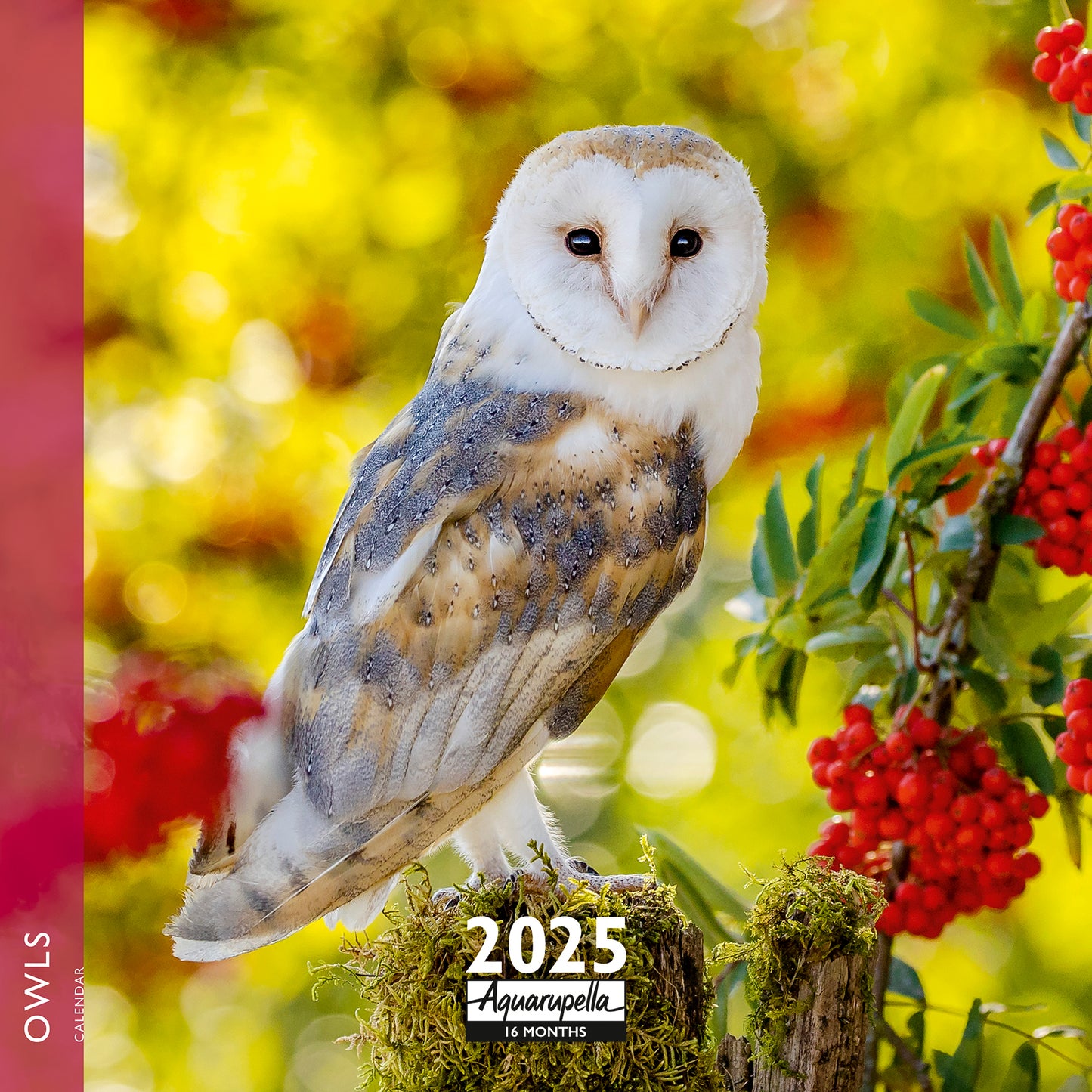 Owls Wall Calendar 2025 Aquarupella