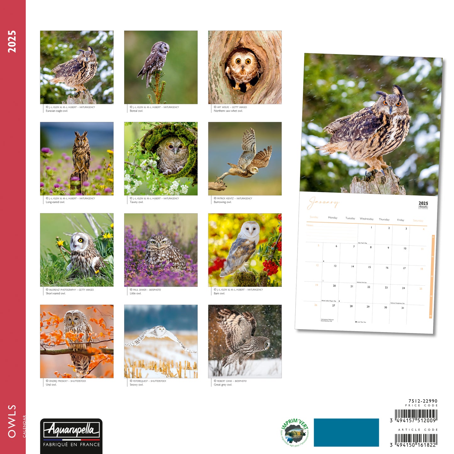 Owls Wall Calendar 2025 Aquarupella